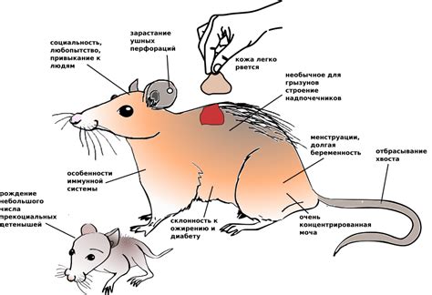 Уникальные особенности мыши