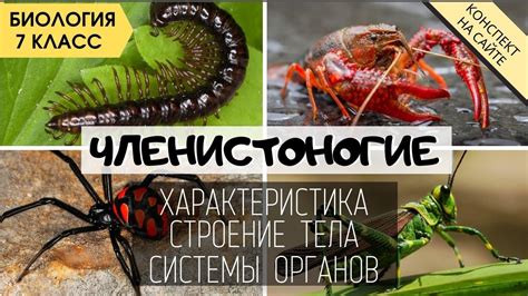 Уникальные особенности членистоногих