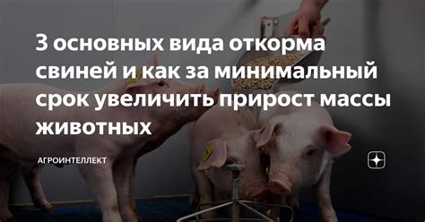 Управление поголовьем свиней: как увеличить и развивать стадо