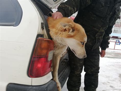 Условия отлова безнадзорных собак в городе Ханты-Мансийск