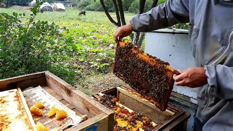 Установка и подключение пчел к ферме