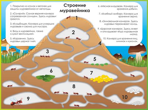 Установка карты муравейника