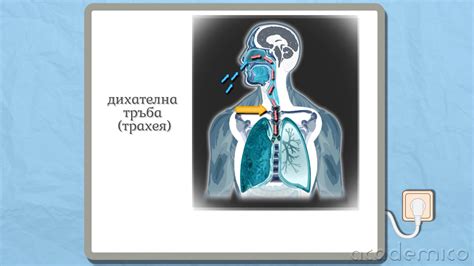 Устройство и функции