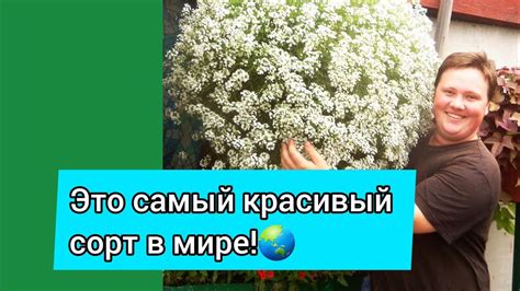 Уход за маточниками и сращивающими семьями