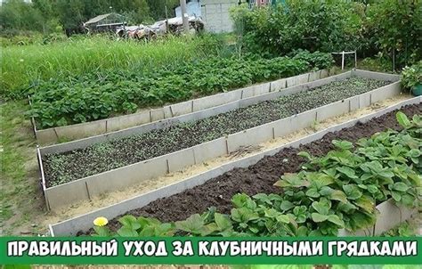 Уход за оцинкованными грядками