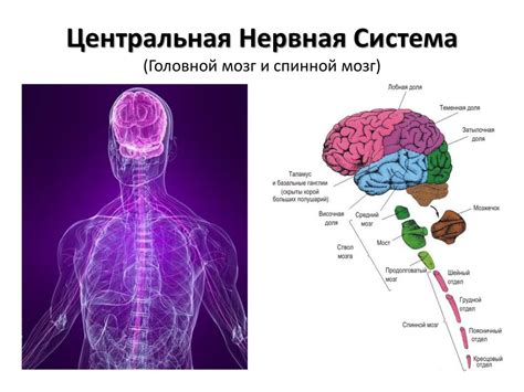 Участие калия в нервной системе