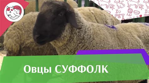 Учитывайте особенности овцы