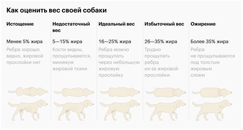 Учитывайте особенности питомца