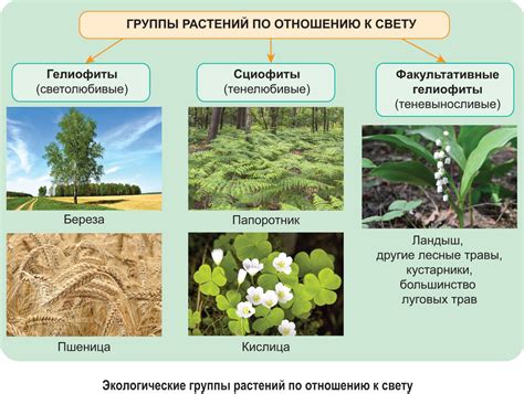 Уязвимые группы растений в условиях загрязненной среды