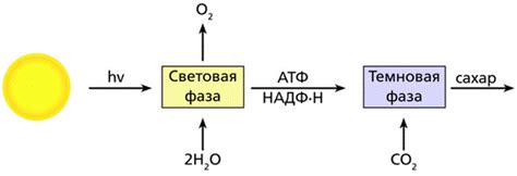 Фаза удвоения электронов