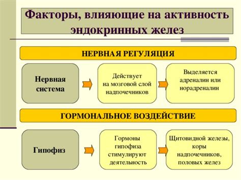 Факторы, влияющие на активность сальных желез