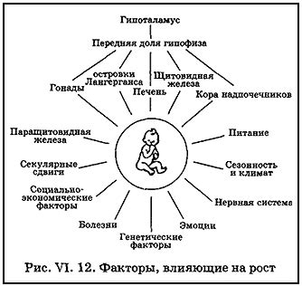 Факторы, влияющие на рост