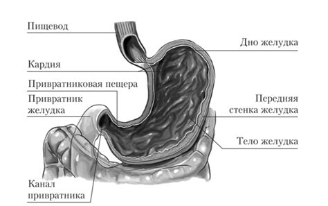 Ферментация в желудке