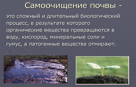 Физико-химические процессы самоочищения почвы