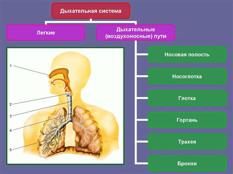 Физиологические особенности и влияние на организм