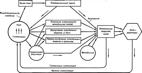 Физиологическое явление