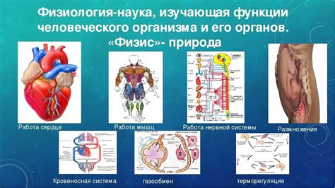 Физиология и функции