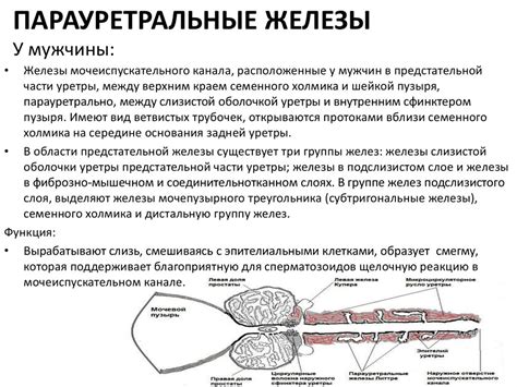 Физиология предстательной железы