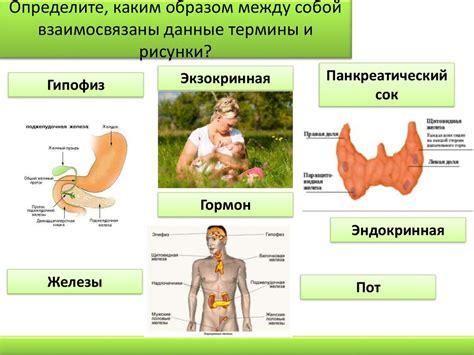 Физическая активность и уменьшение эндокринных желез