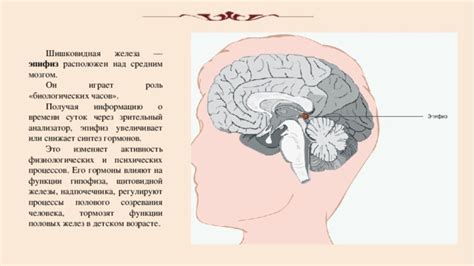 Физическая активность и шишковидная железа
