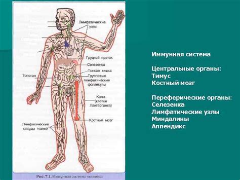 Формирование лимфоидной ткани