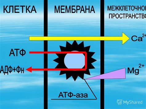 Формирование металл-фосфатного комплекса