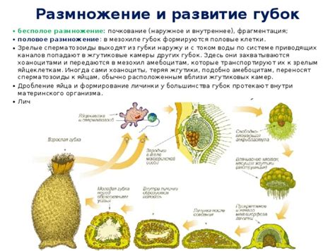 Формирование основы губки