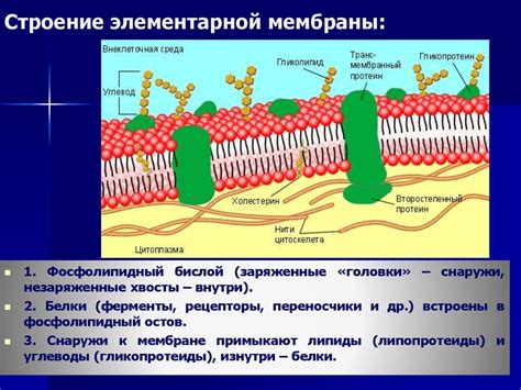 Фосфор: ключевой компонент клеточных мембран