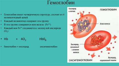 Функции гемоглобина