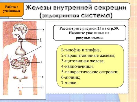 Функции желез внутренней секреции