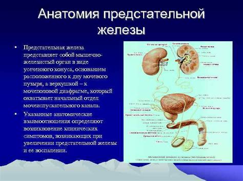 Функции и роль предстательной железы