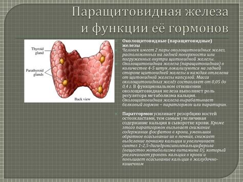 Функции паращитовидной железы