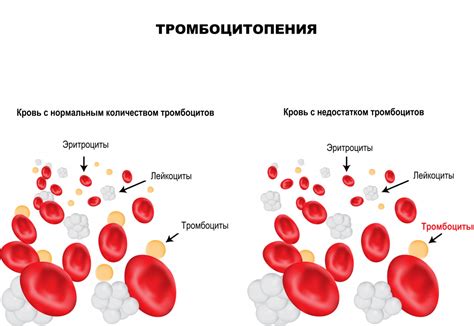 Функции тромбоцитов