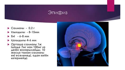 Функции шишковидной железы