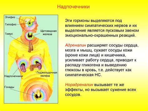 Функции эндокринной железы бранхиогенной группы