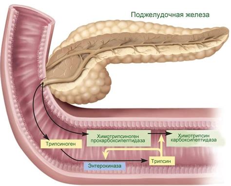 Функция панкреатического сока и его значение для пищеварения