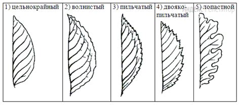 Характеристики стандартной длины листа