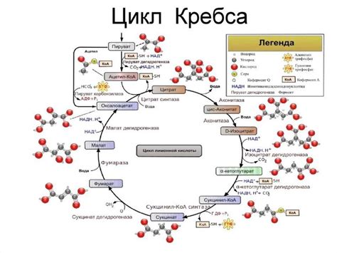 Химические процессы и промежуточные соединения