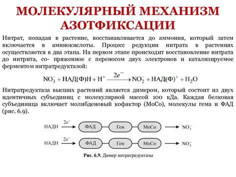 Химические реакции и образование азотистых соединений