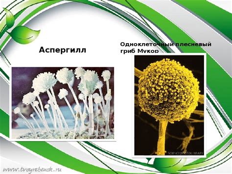 Химические способы борьбы с плесенью