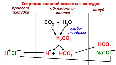 Химический состав и особенности соляной кислоты