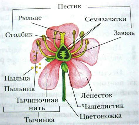 Цветок хоруса: основные свойства и функции