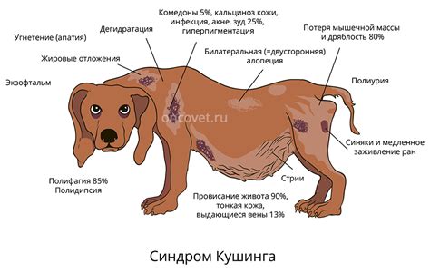 Частота очистки железы у собаки