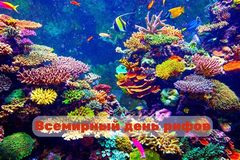 Что происходит на Всемирный день рифов в разных странах мира