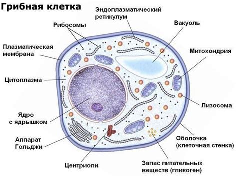 Что такое грибная корова?