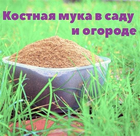 Что такое костная мука