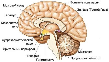 Что такое шишковидная железа и ее функции