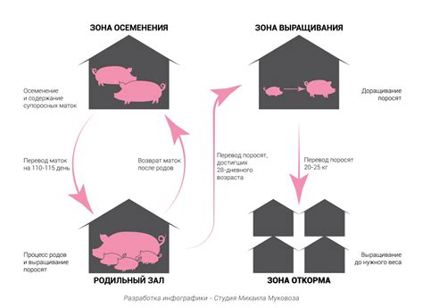 Шаги по разведению свиней для получения большего количества