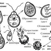 Шаг 1: Изучите основные типы деревьев