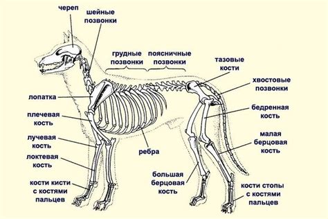 Шаг 3: Расположение собаки